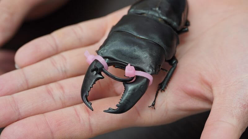 クワガタ　アゴ縛り