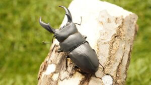 サキシマヒラタ