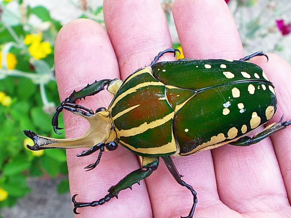 ポリフェムスオオツノカナブン