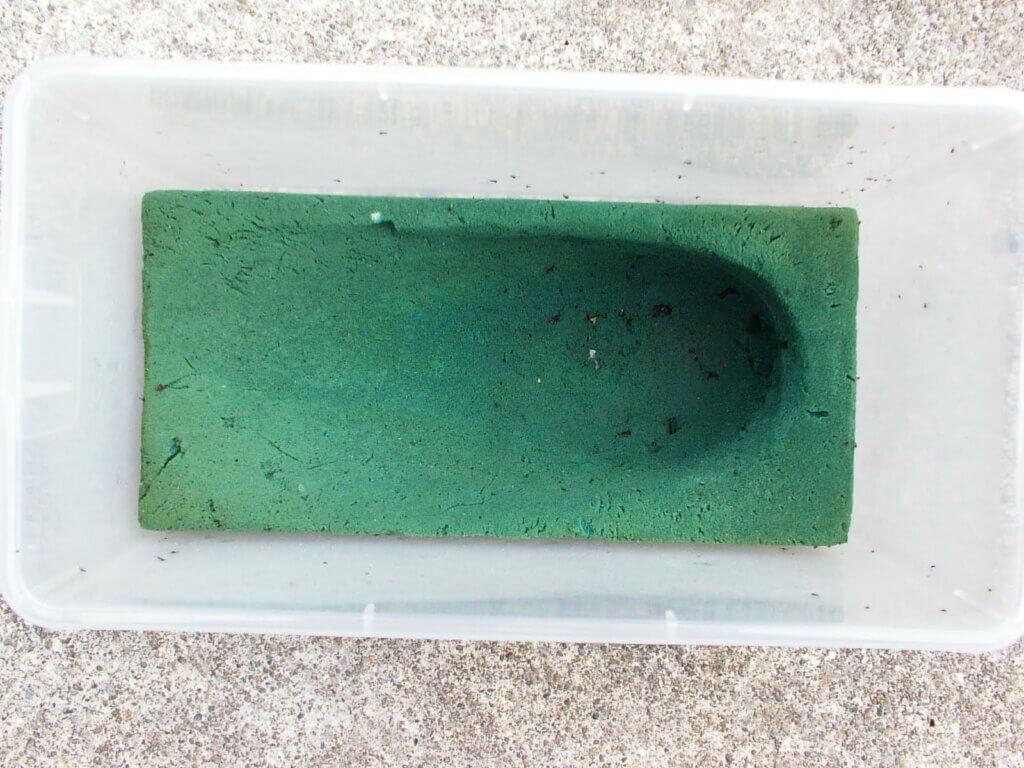 人工蛹室　ヘラクレス用