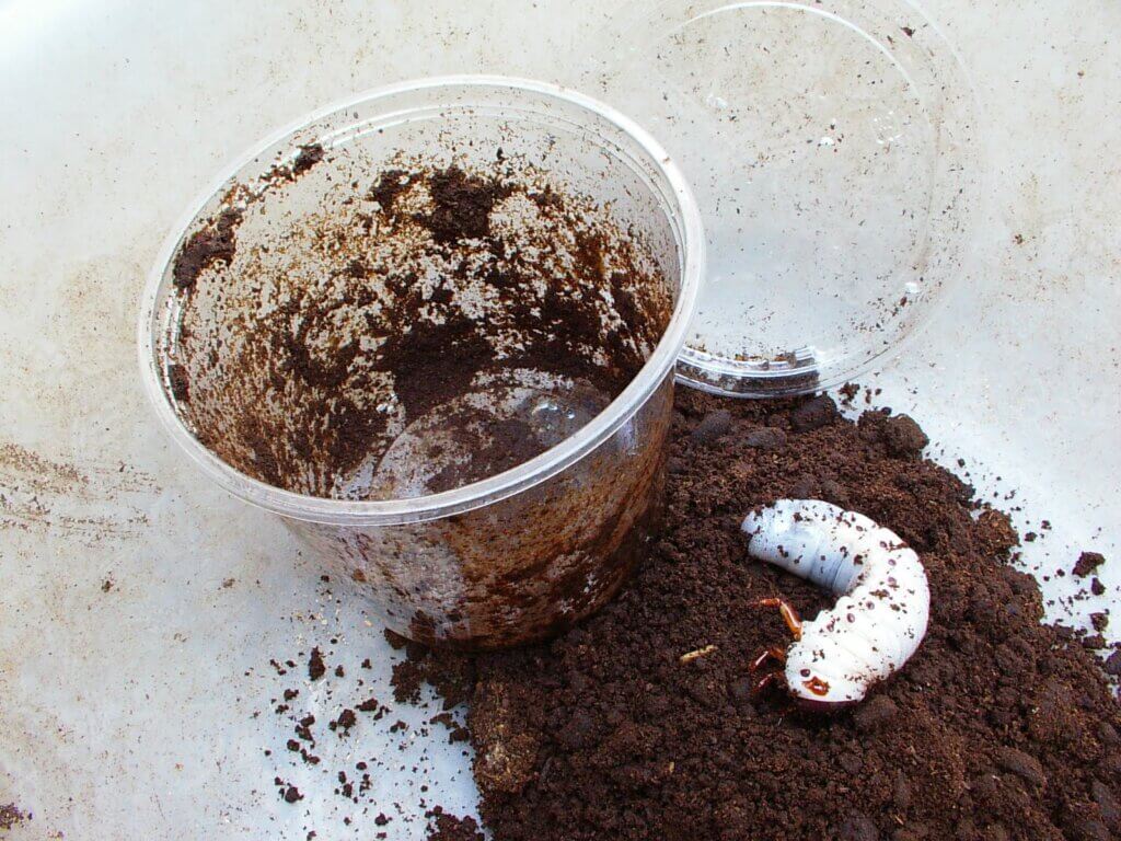 ヘラクレス　幼虫