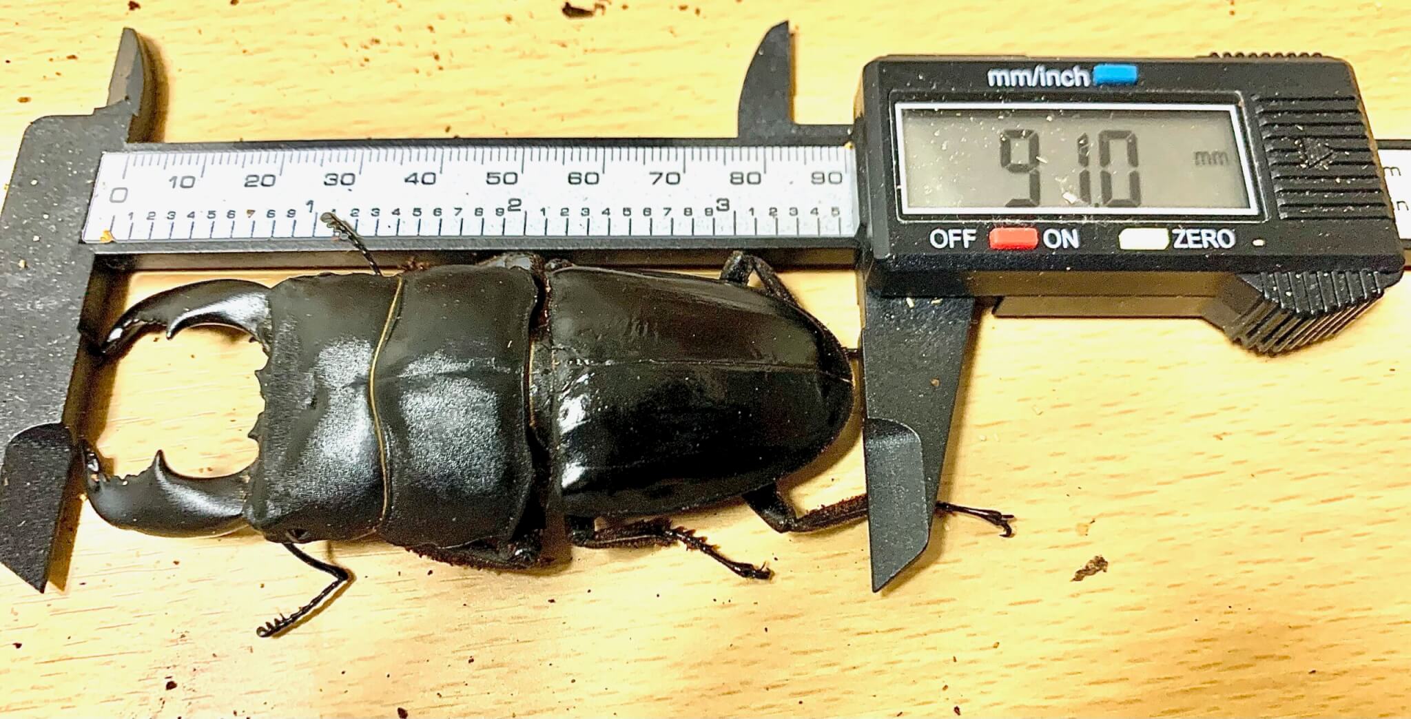 スマトラオオヒラタクワガタ ベンクール