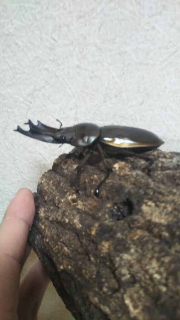 ババオウゴンオニクワガタ