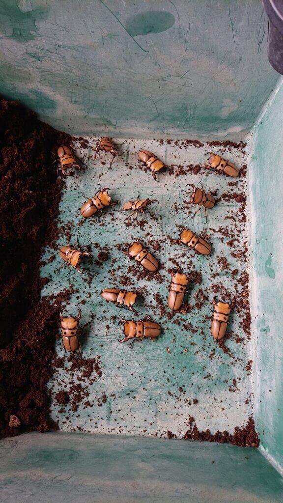 メリーメンガタクワガタ