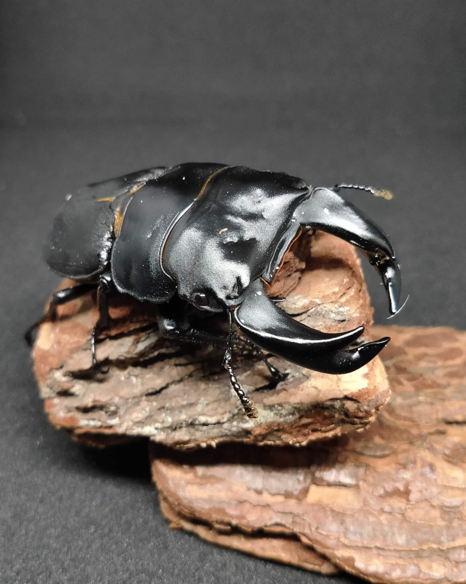 ホペイオオクワガタ