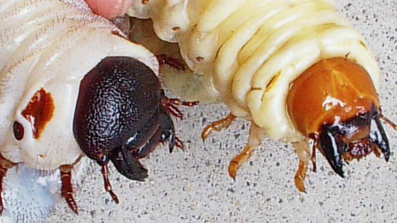 クワガタ・カブトムシ幼虫違い