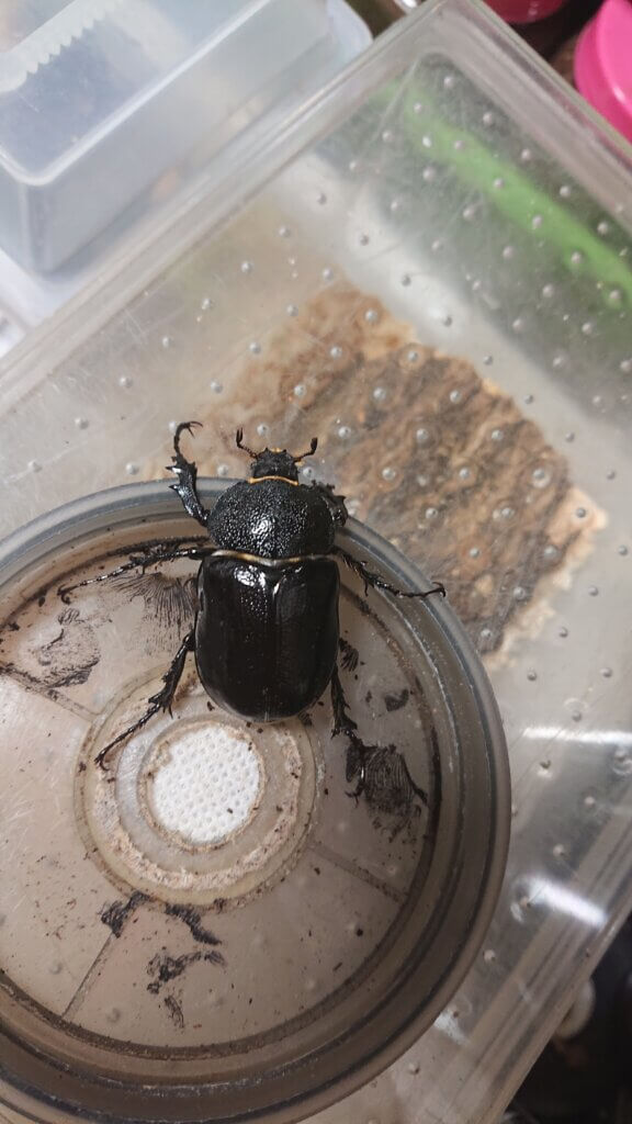 パチェコヒメゾウカブト