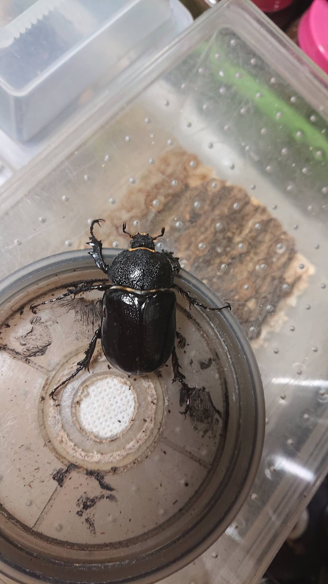 パチェコヒメゾウカブト