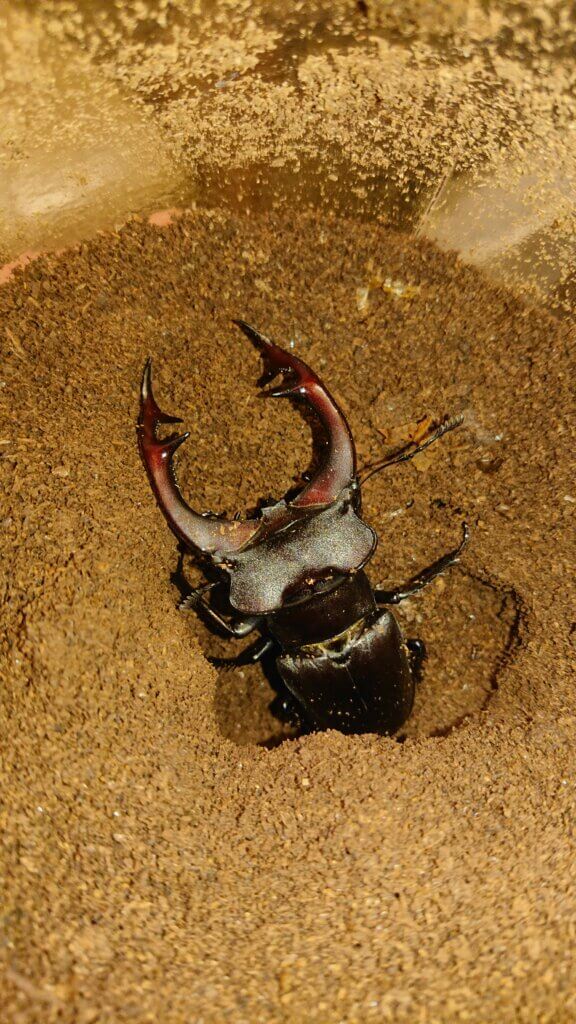 アクベシアヌスミヤマクワガタ