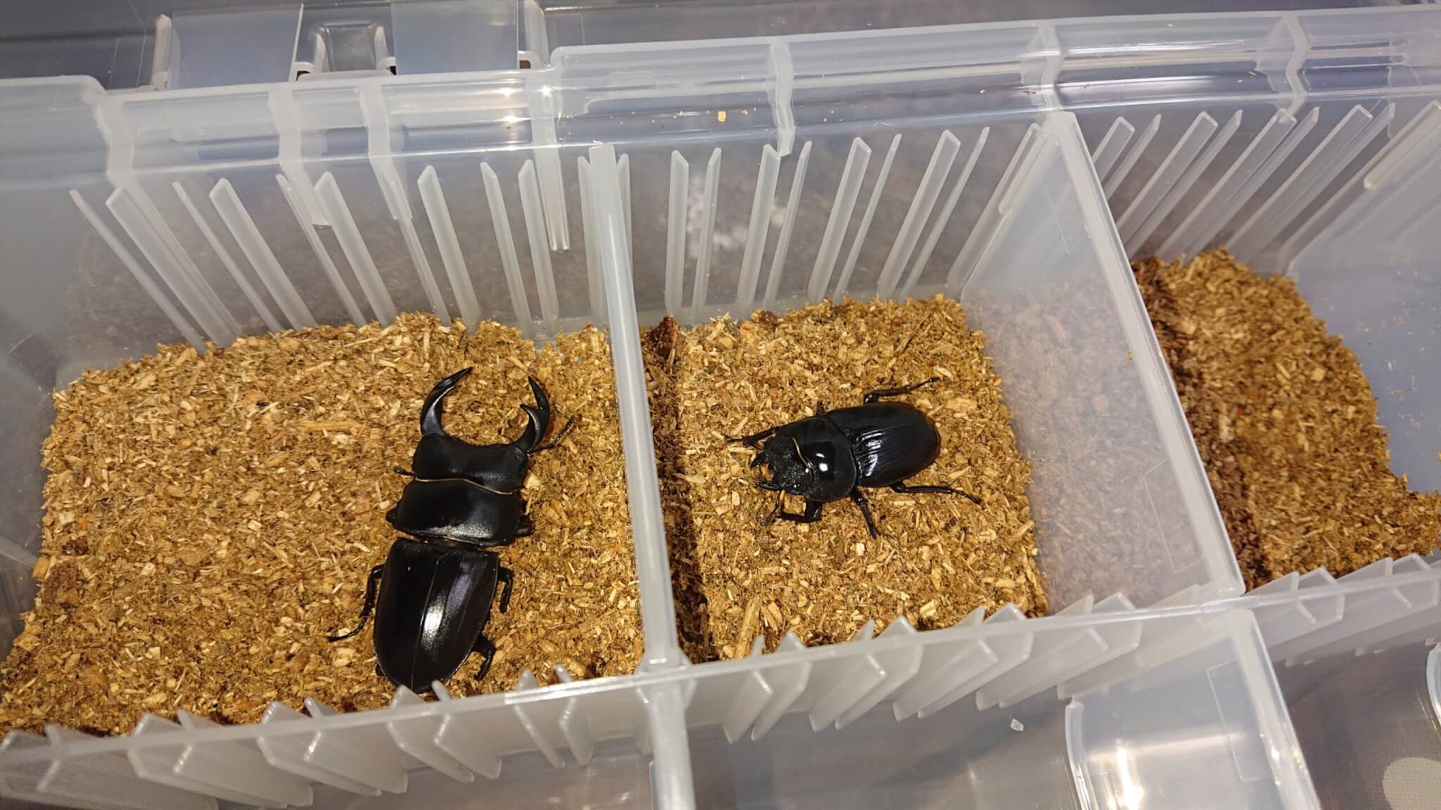 国産オオクワガタ　産地不明