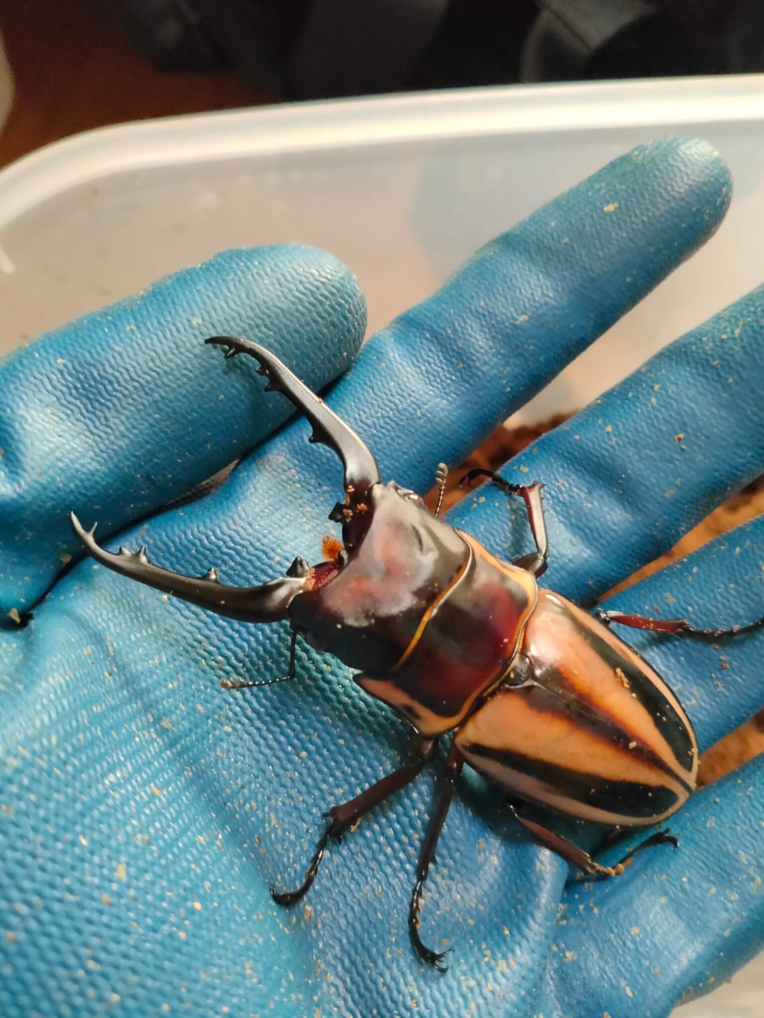 ファブリースノコギリクワガタ・タカクワイ