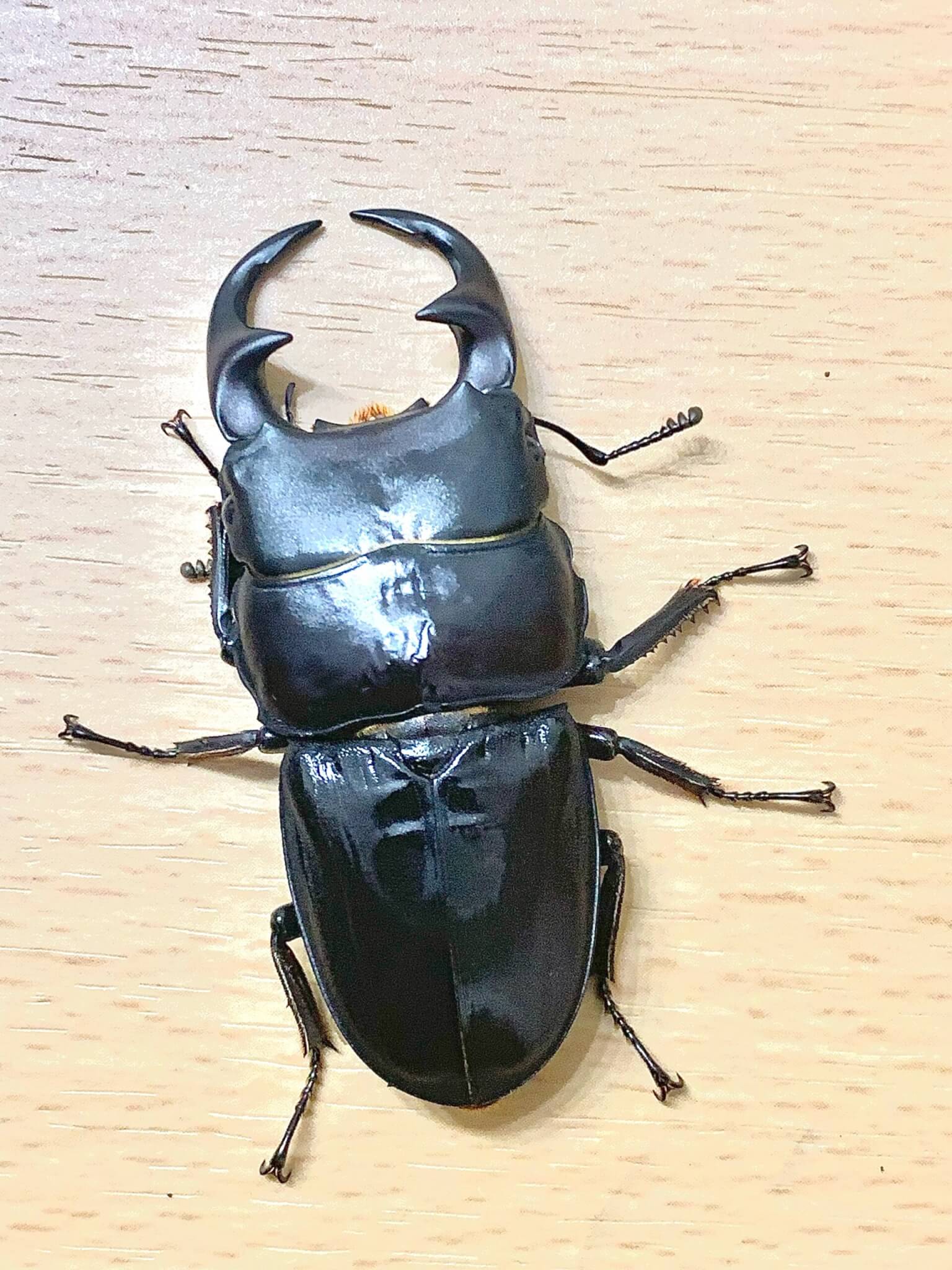 パリ―オオクワガタ　東ジャワ