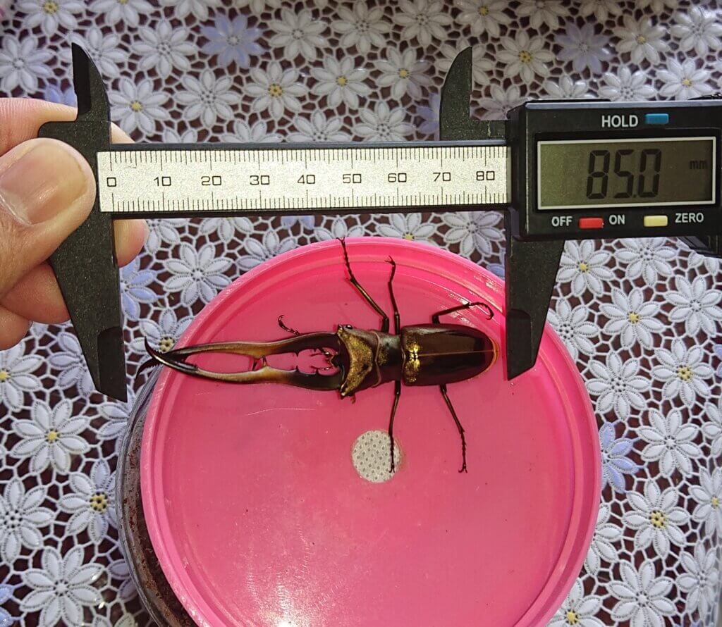 メタリフェルホソアカクワガタ