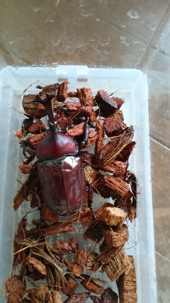 国産カブトムシ　千葉県WF1