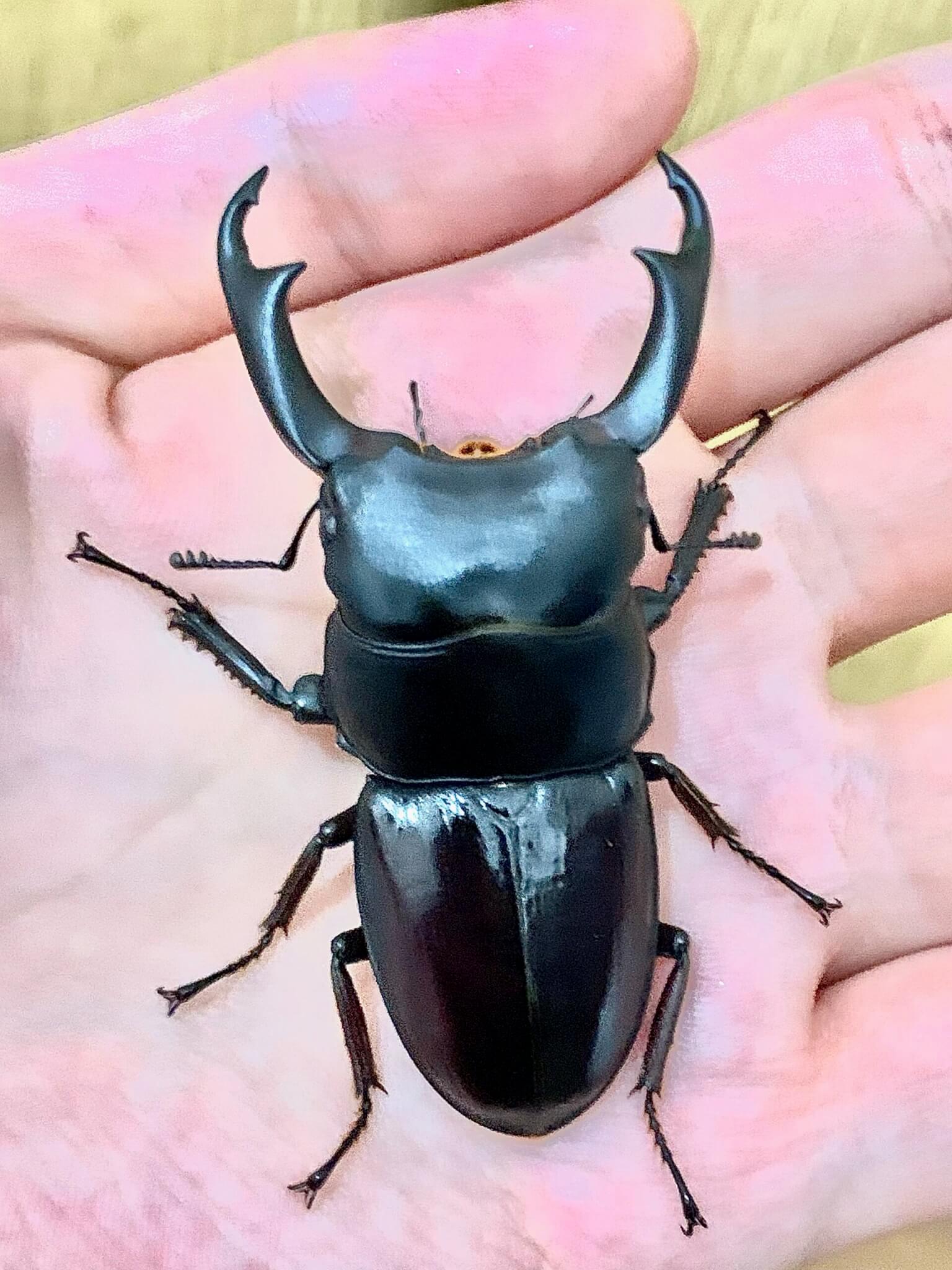 パリーオオクワガタ スラウェシ亜種