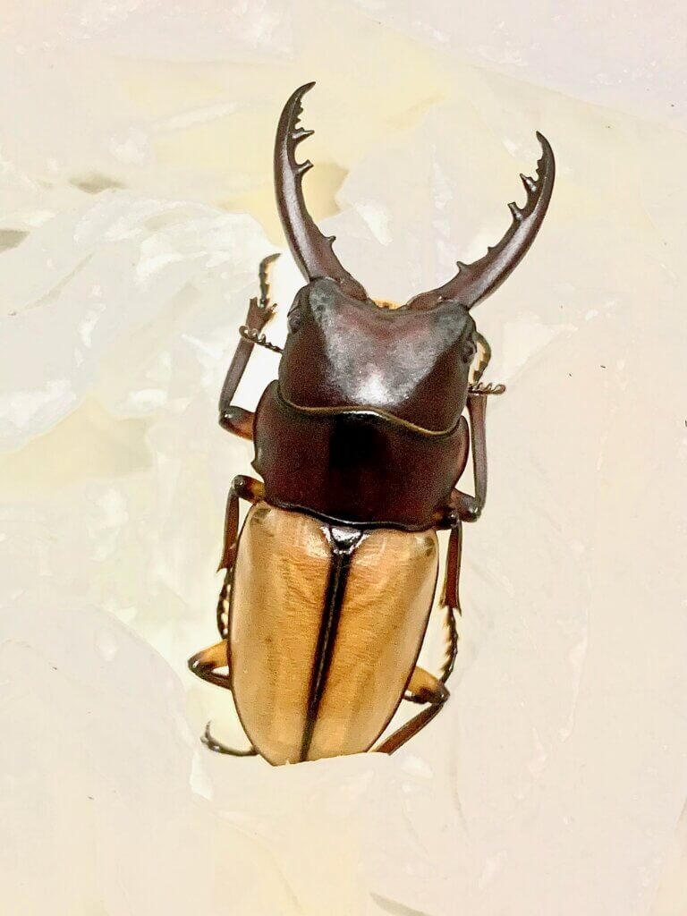 ブルイジンノコギリクワガタ　ペレン