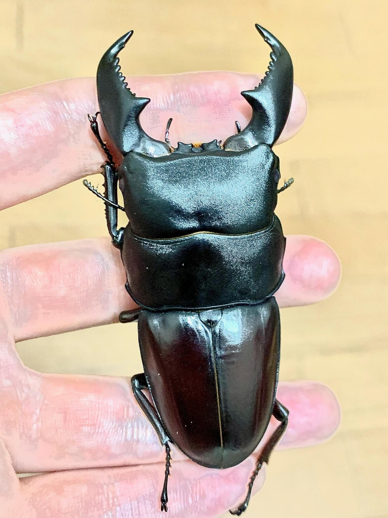 カリマンタンヒラタクワガタ Mt.bakayan