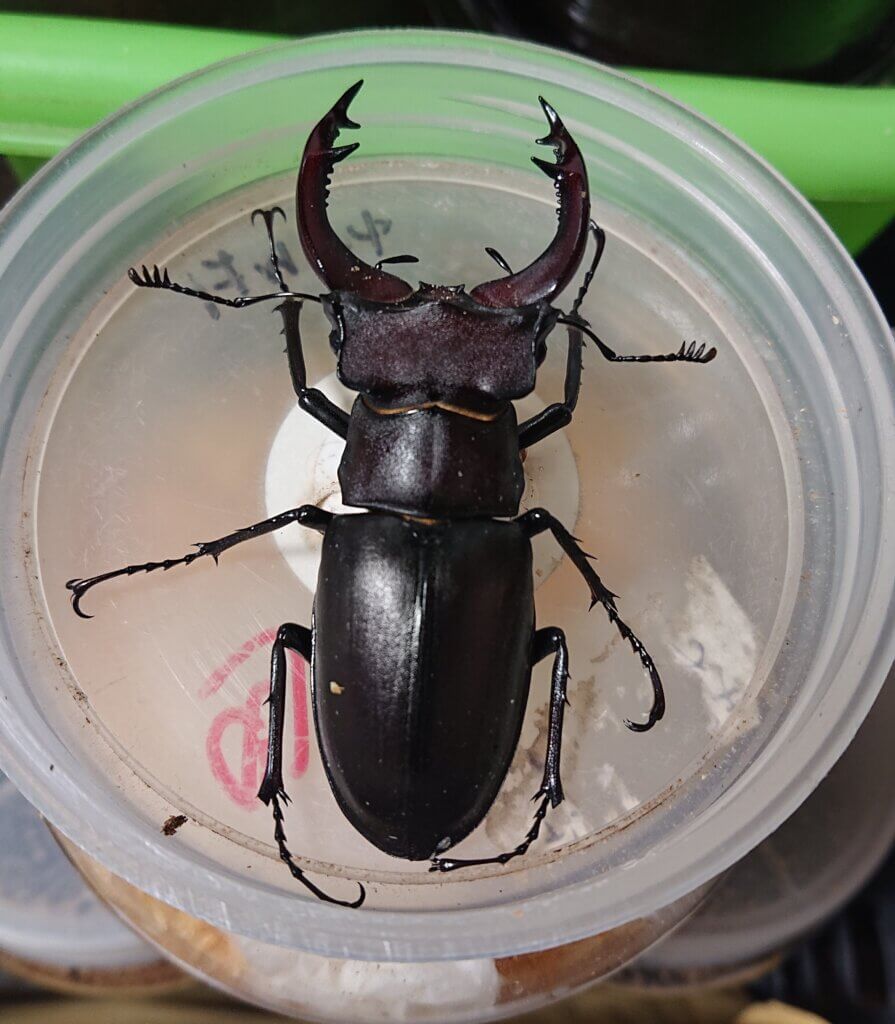 ユダイクスミヤマクワガタ