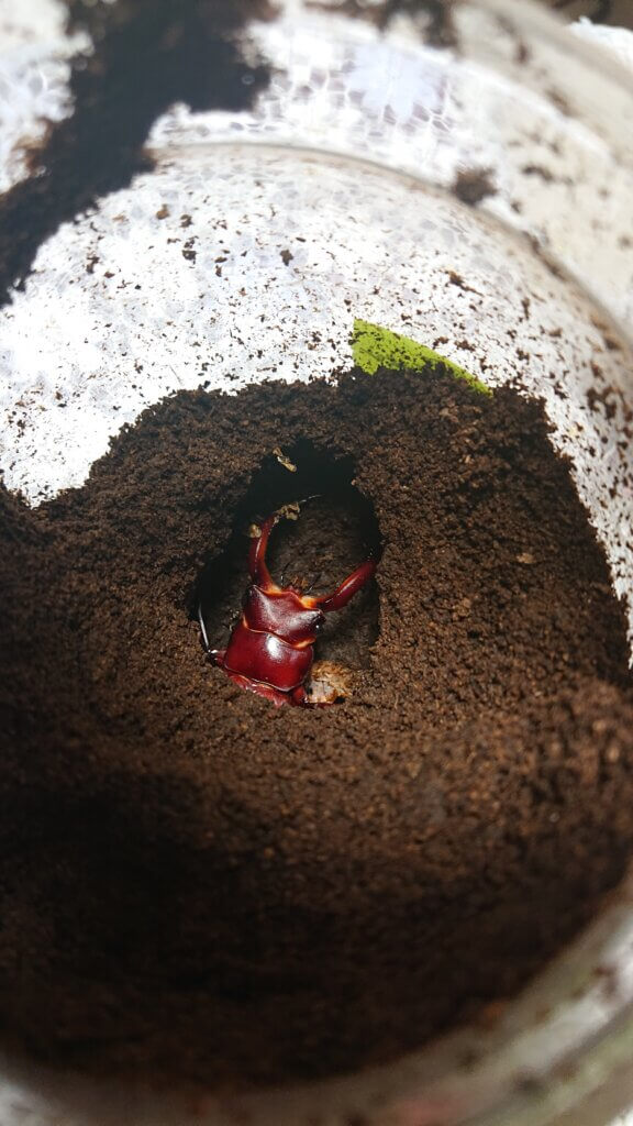 フォルスターフタマタクワガタ・キヨタミ