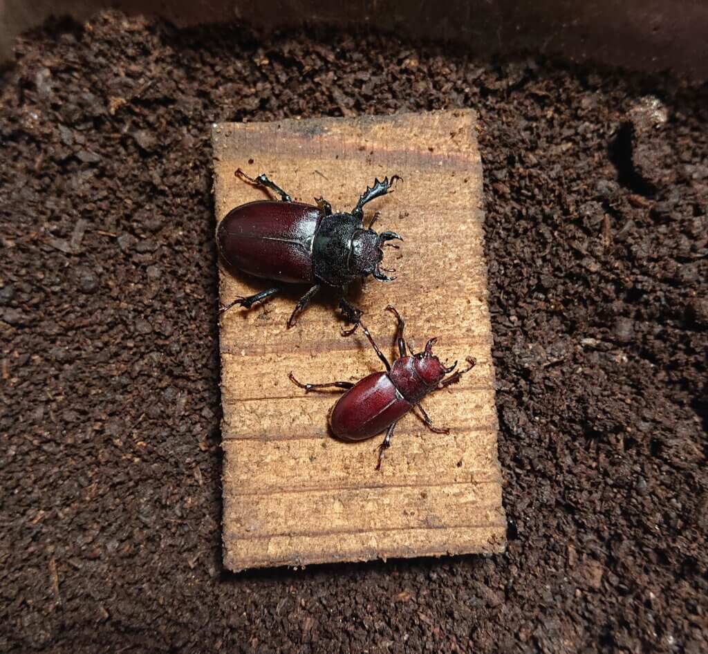 マザマミヤマクワガタ