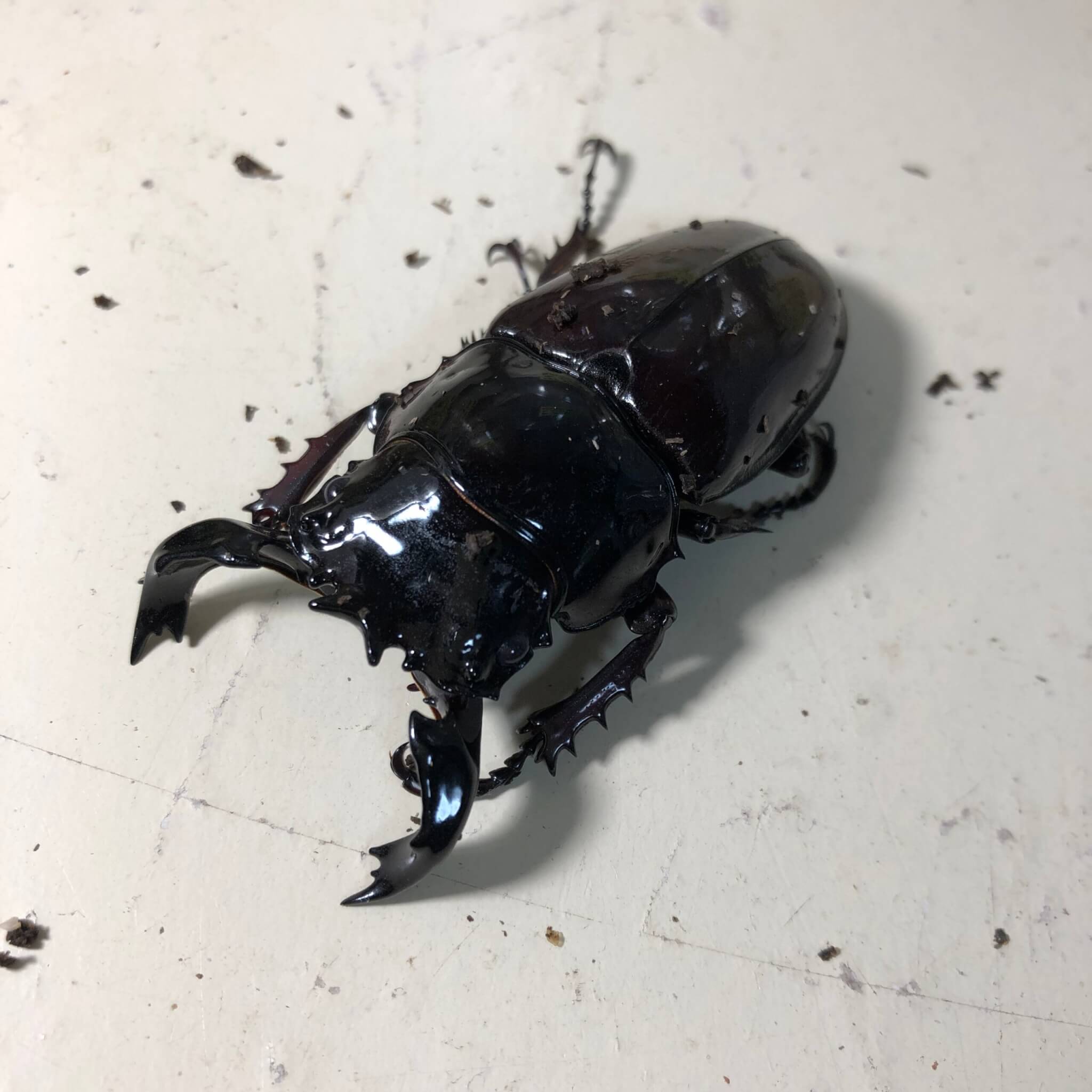 タランドゥスオオツヤクワガタ