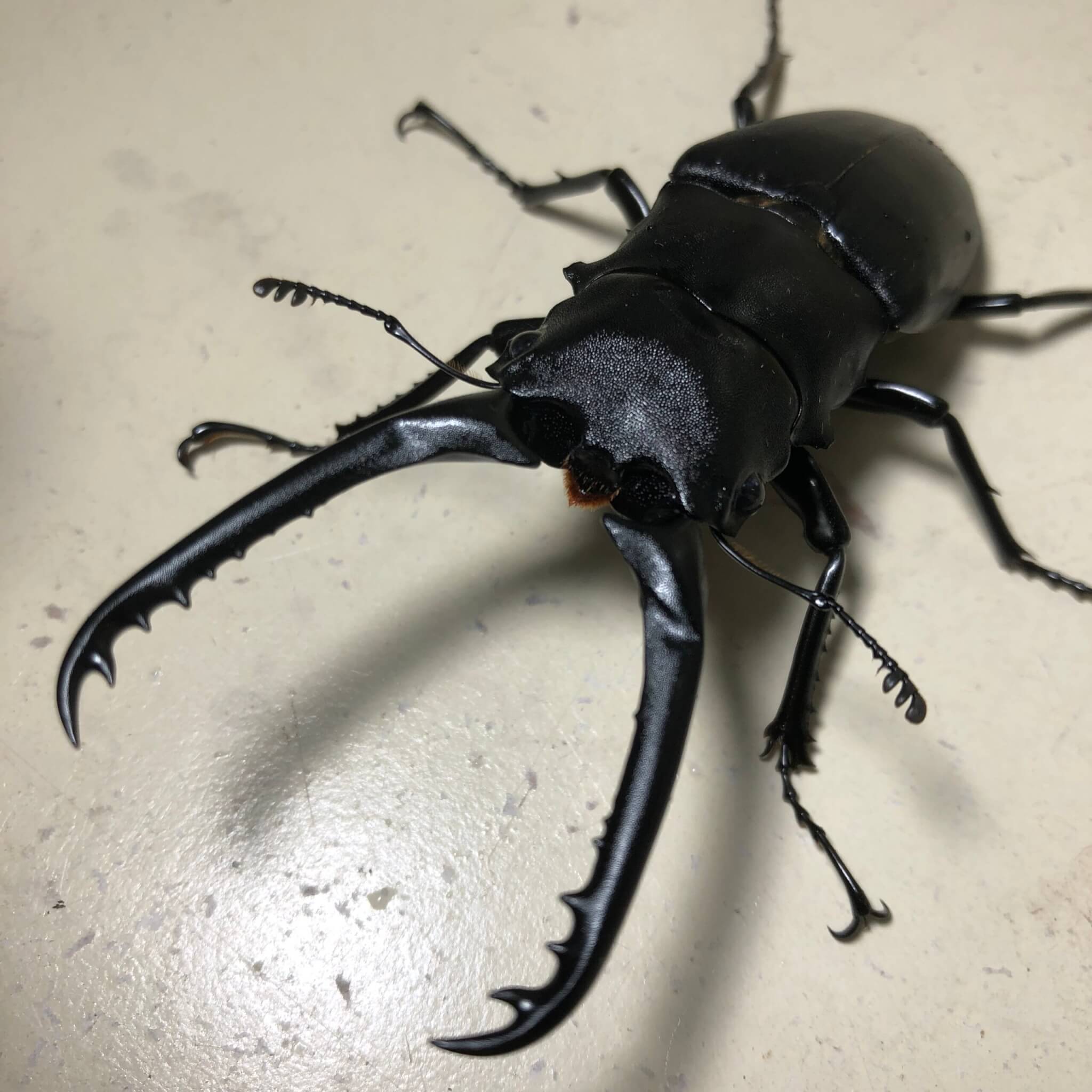 ギラファノコギリクワガタ