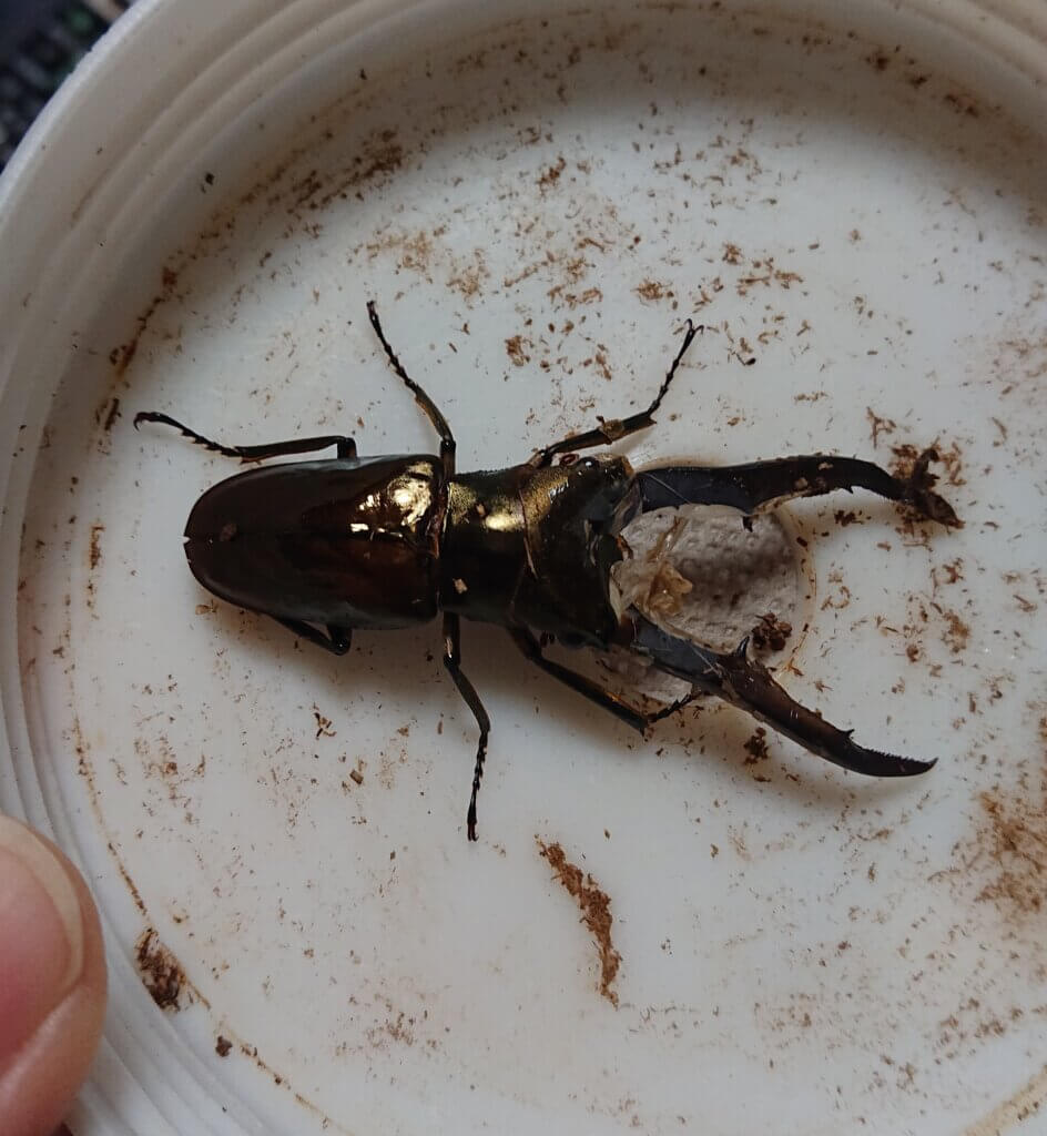 メタリフェルホソアカグワガタ　サンギール