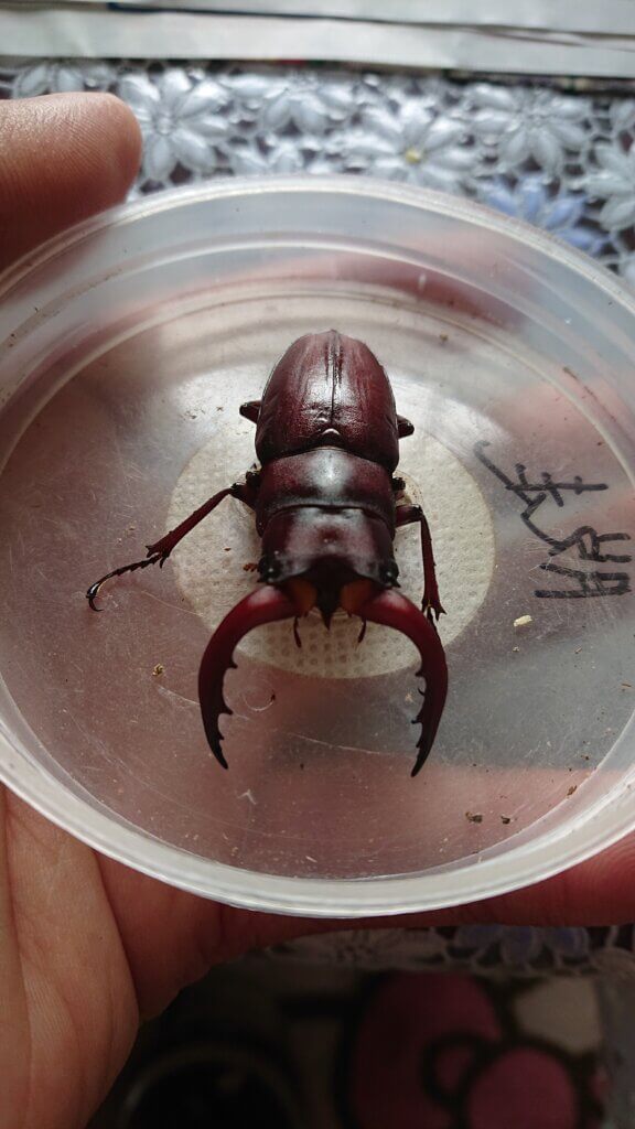 タカサゴノコギリクワガタ