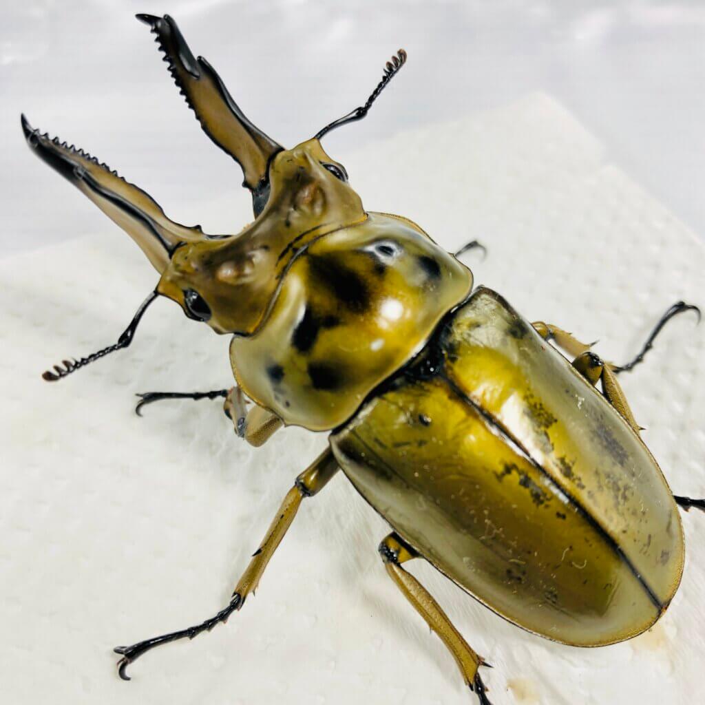 ババオウゴンオニクワガタ