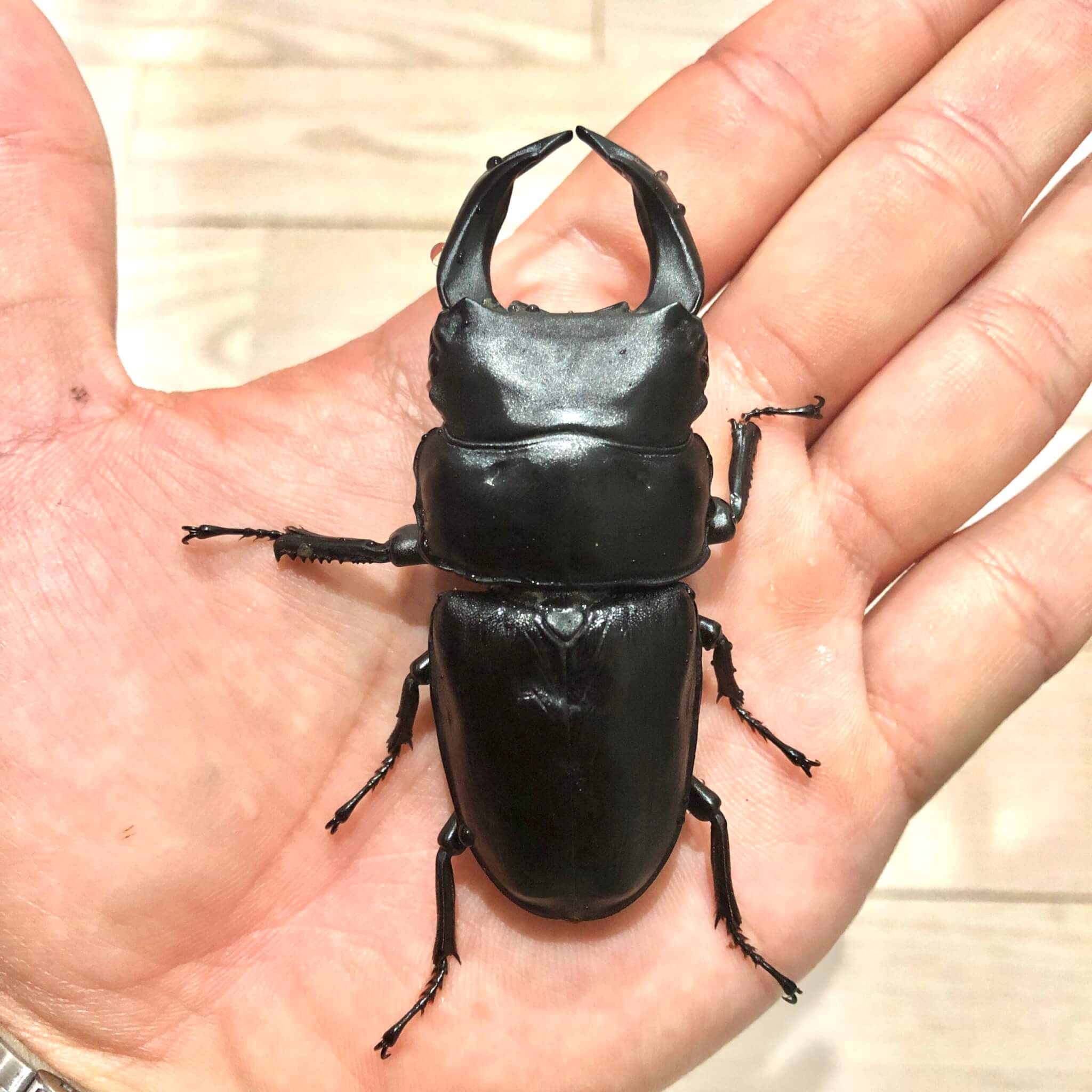 国産オオクワガタ 能勢YG