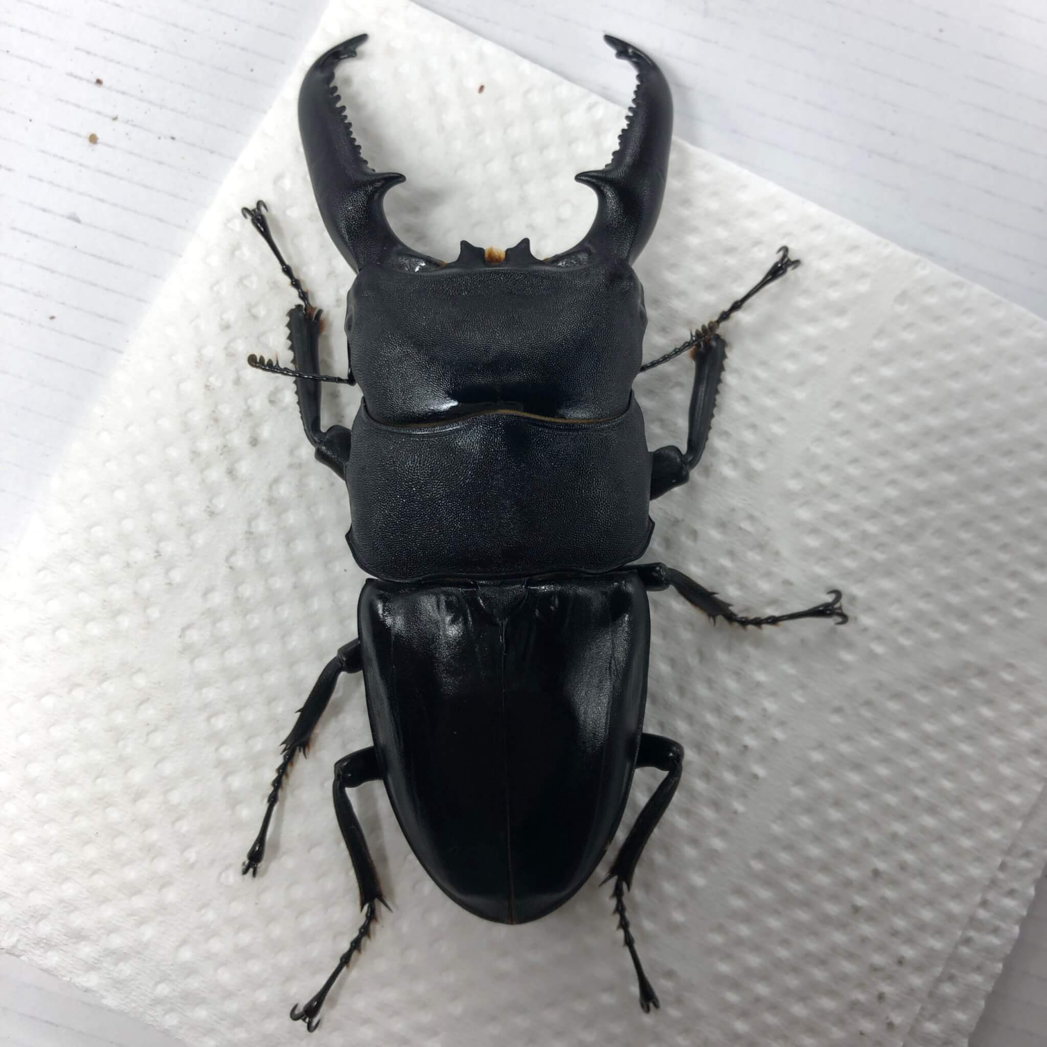 パラワンオオヒラタクワガタ