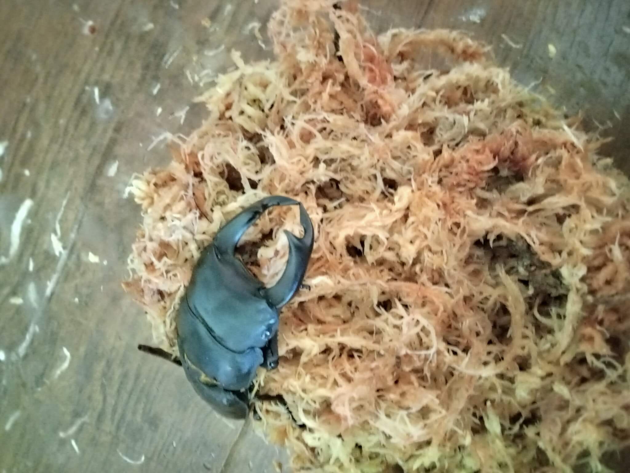 国産オオクワガタ　能勢YG