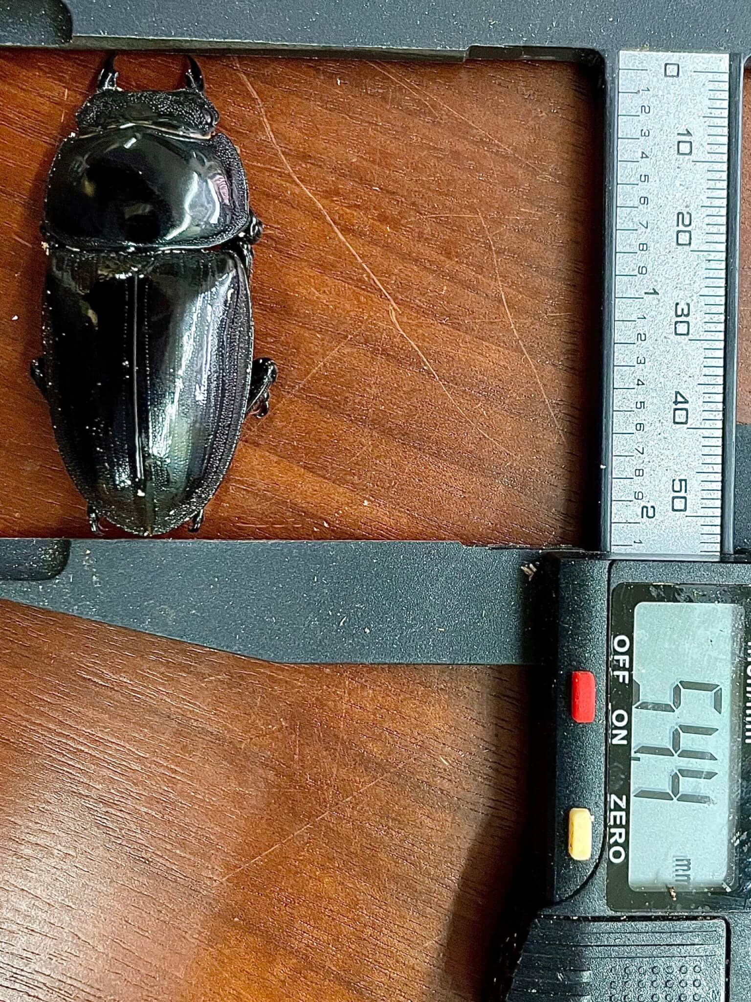 グランディスオオクワガタ インドラムカ