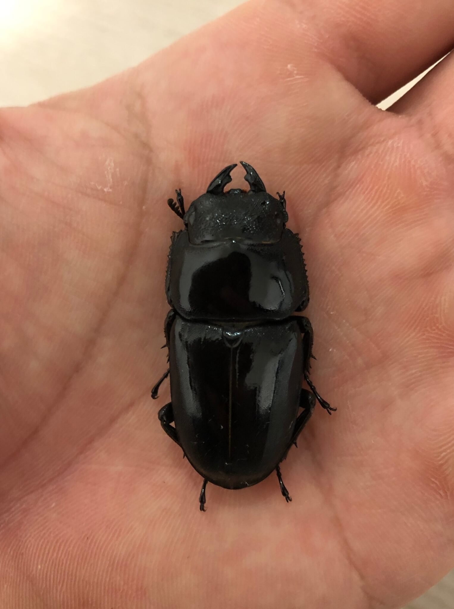 国産ヒラタクワガタ