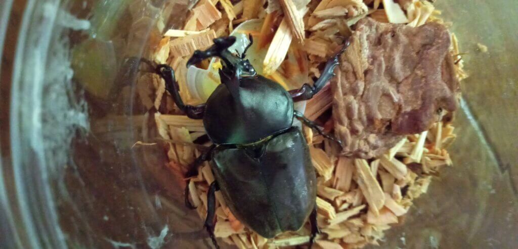 国産カブトムシ