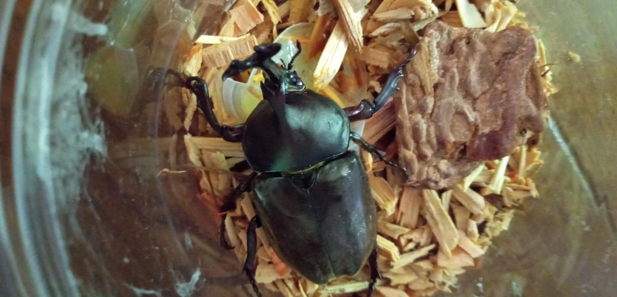 国産カブトムシ