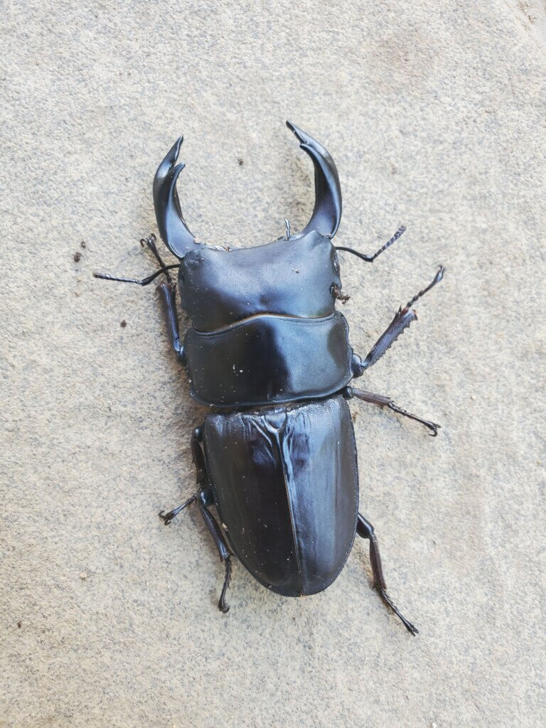 国産オオクワガタ　久留米