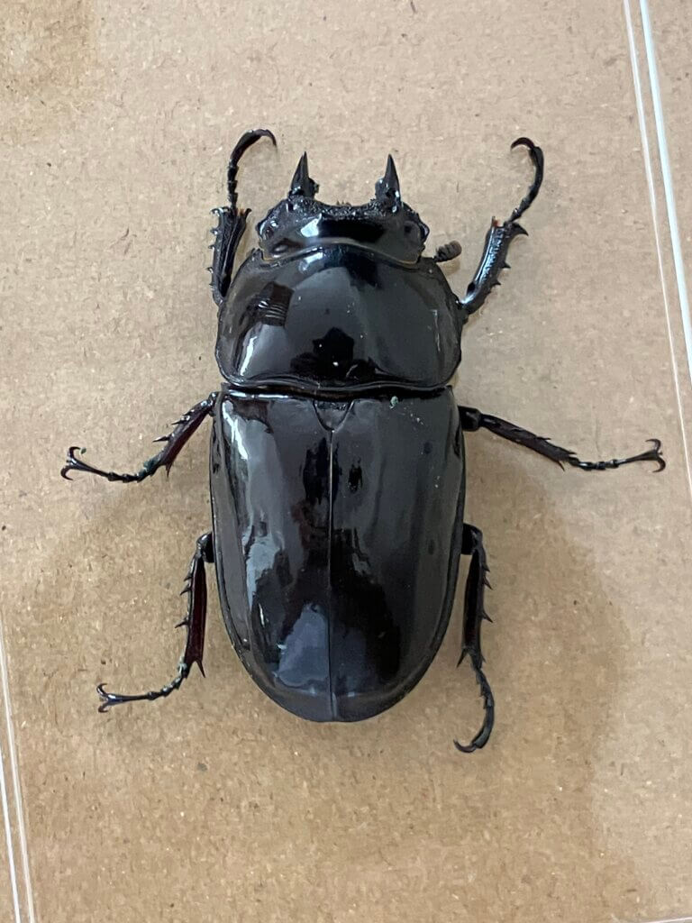 タランドゥスオオツヤクワガタ