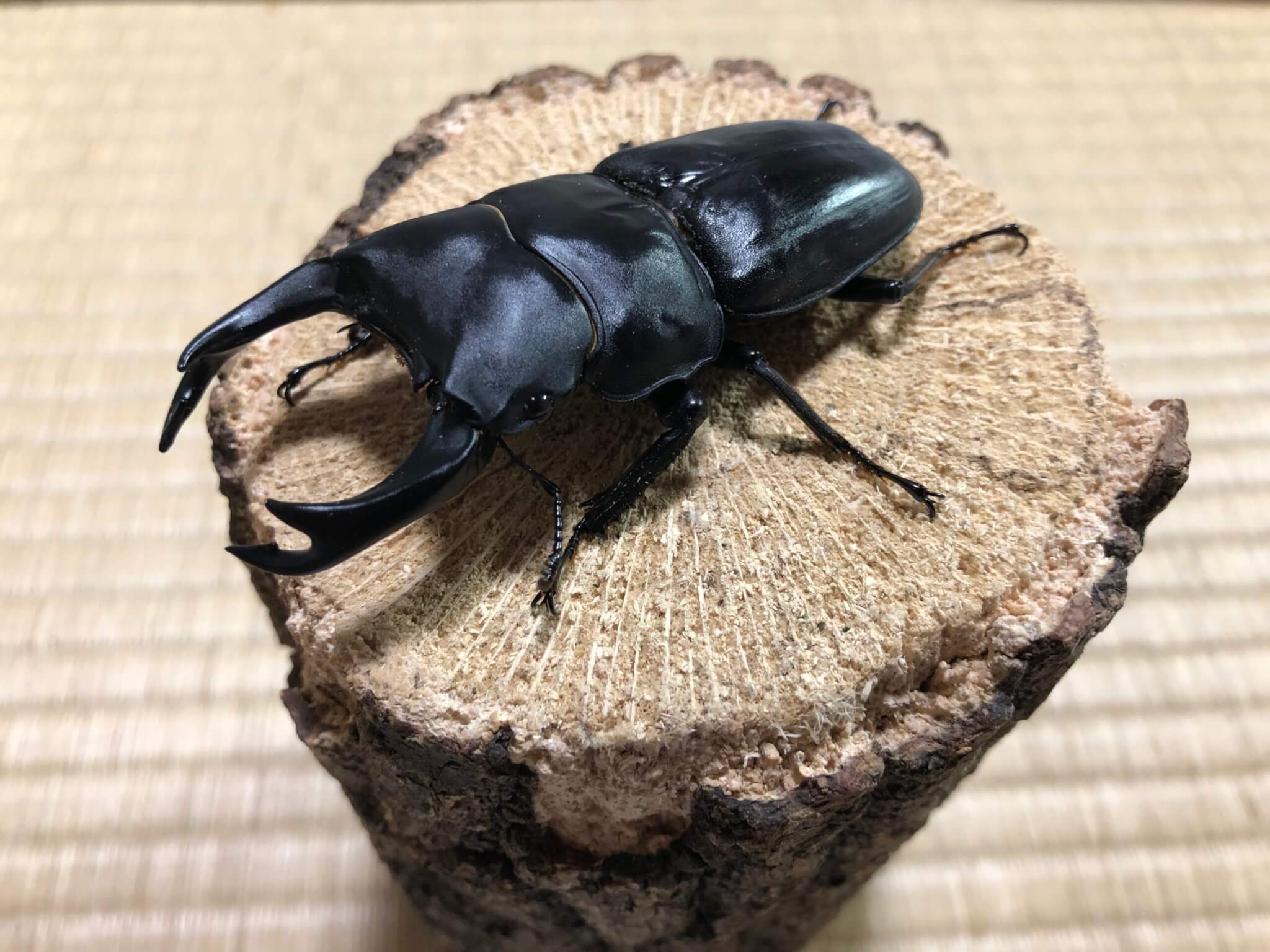 国産オオクワガタ 能勢YG