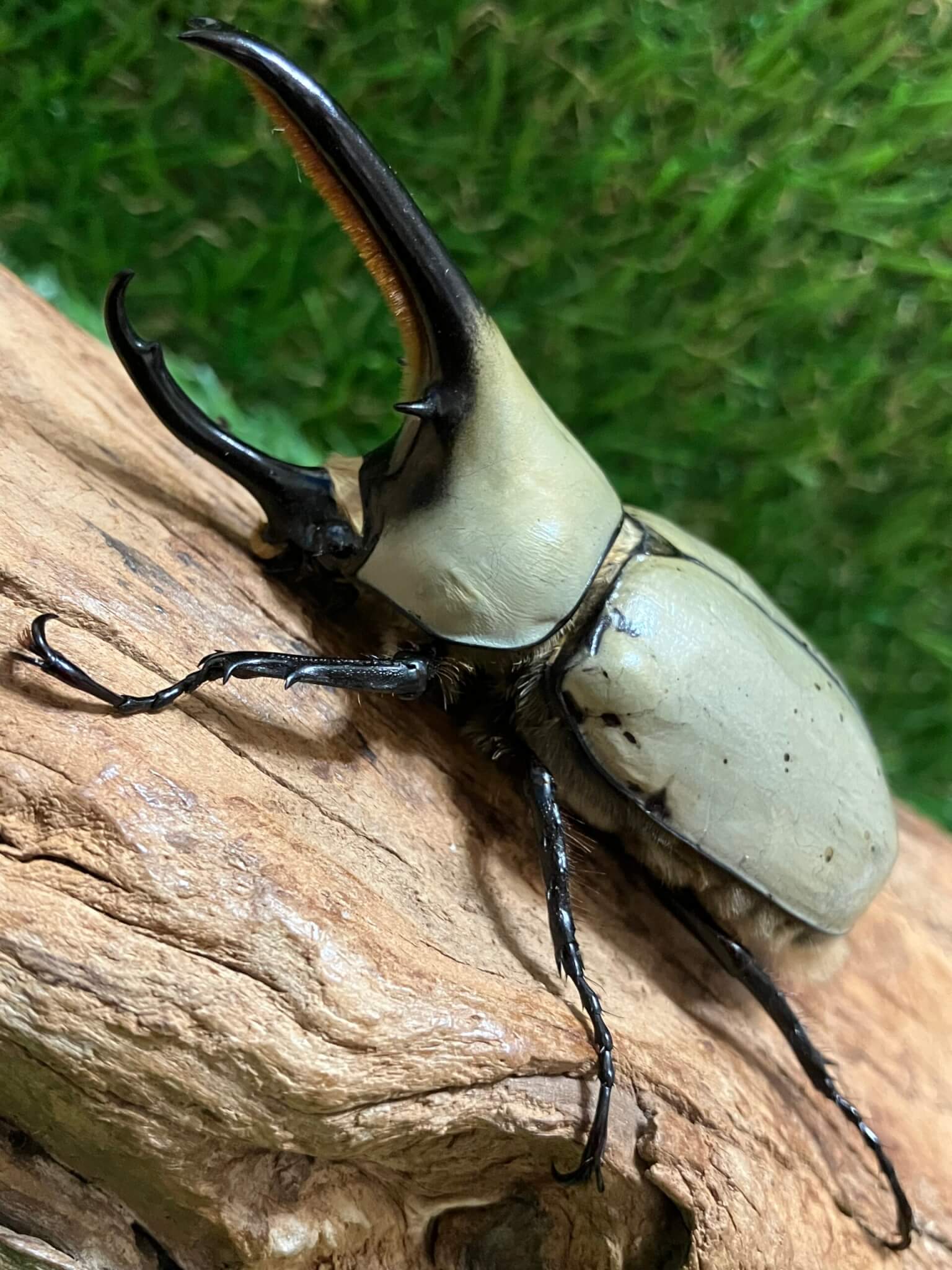 グラントシロカブト