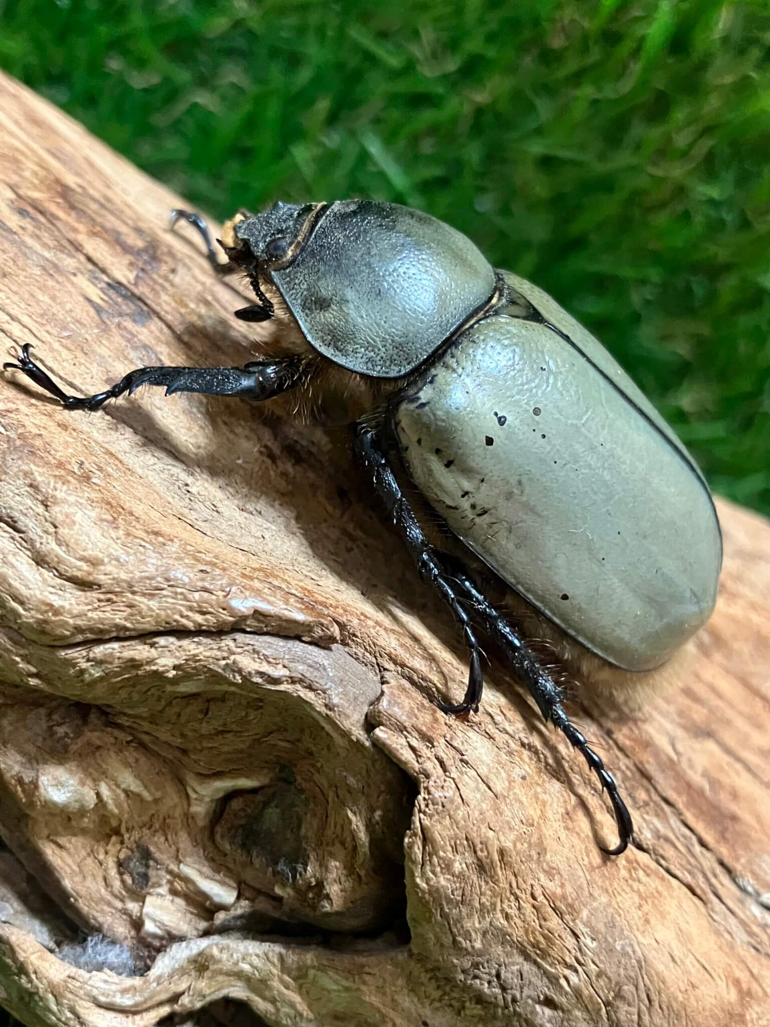 グラントシロカブト