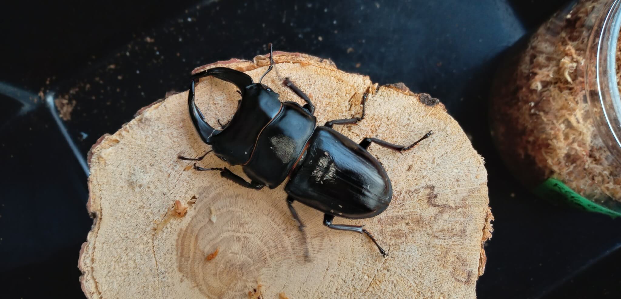 国産オオクワガタ 能勢YG