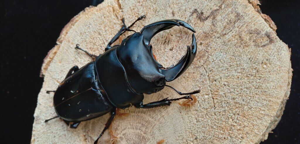 国産オオクワガタ　能勢YG