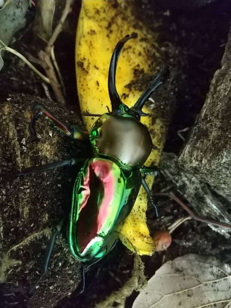 ニジイロクワガタ