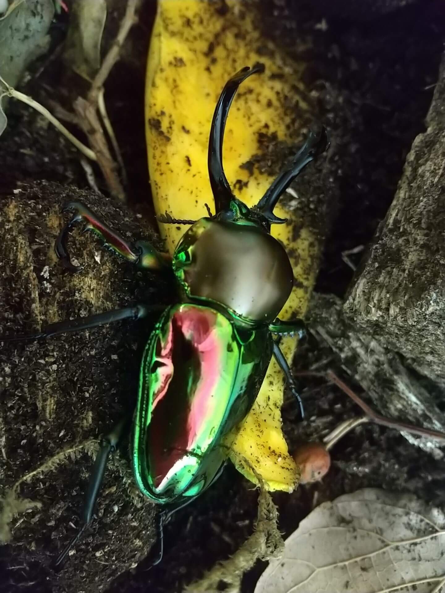 ニジイロクワガタ