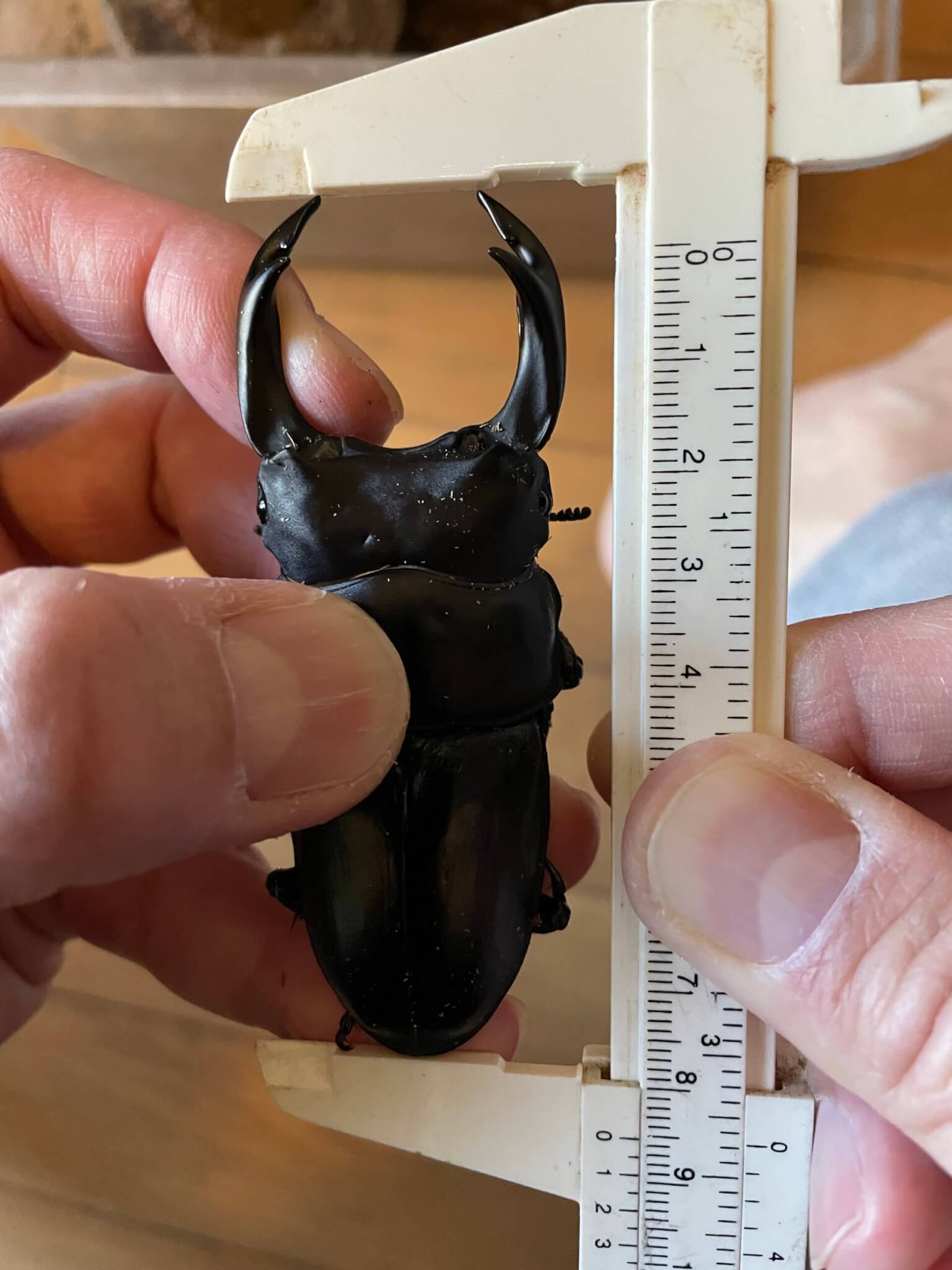 国産オオクワガタ 能勢YG