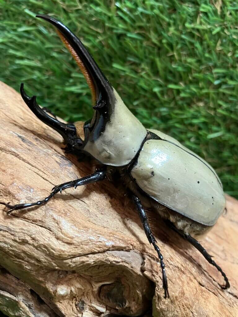 グラントシロカブト