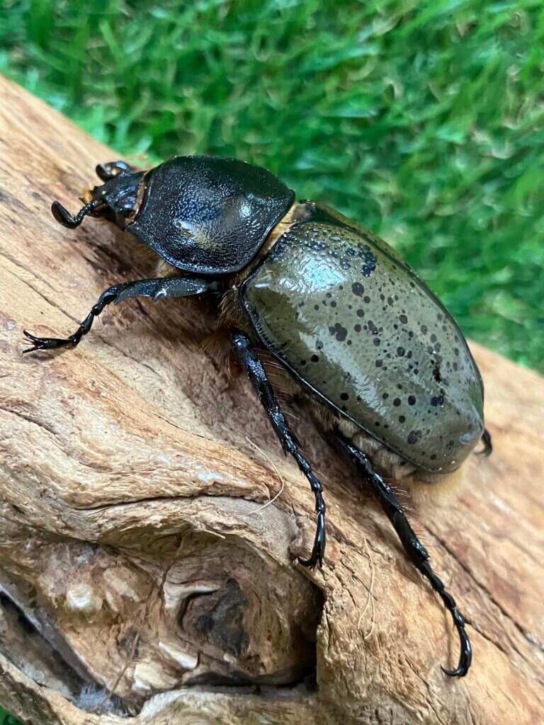 ミヤシタシロカブト