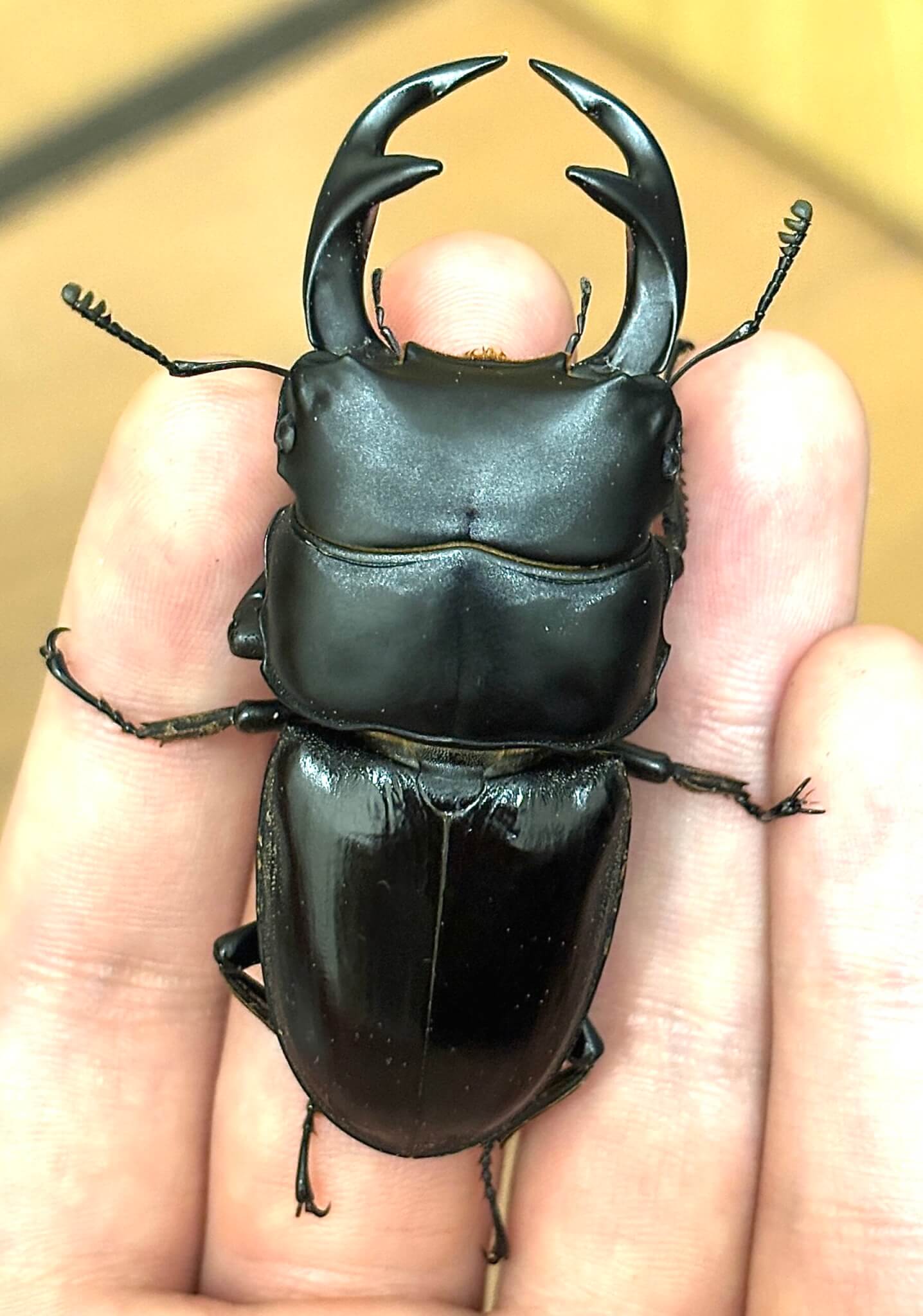 クルビデンスオオクワガタ　タイ