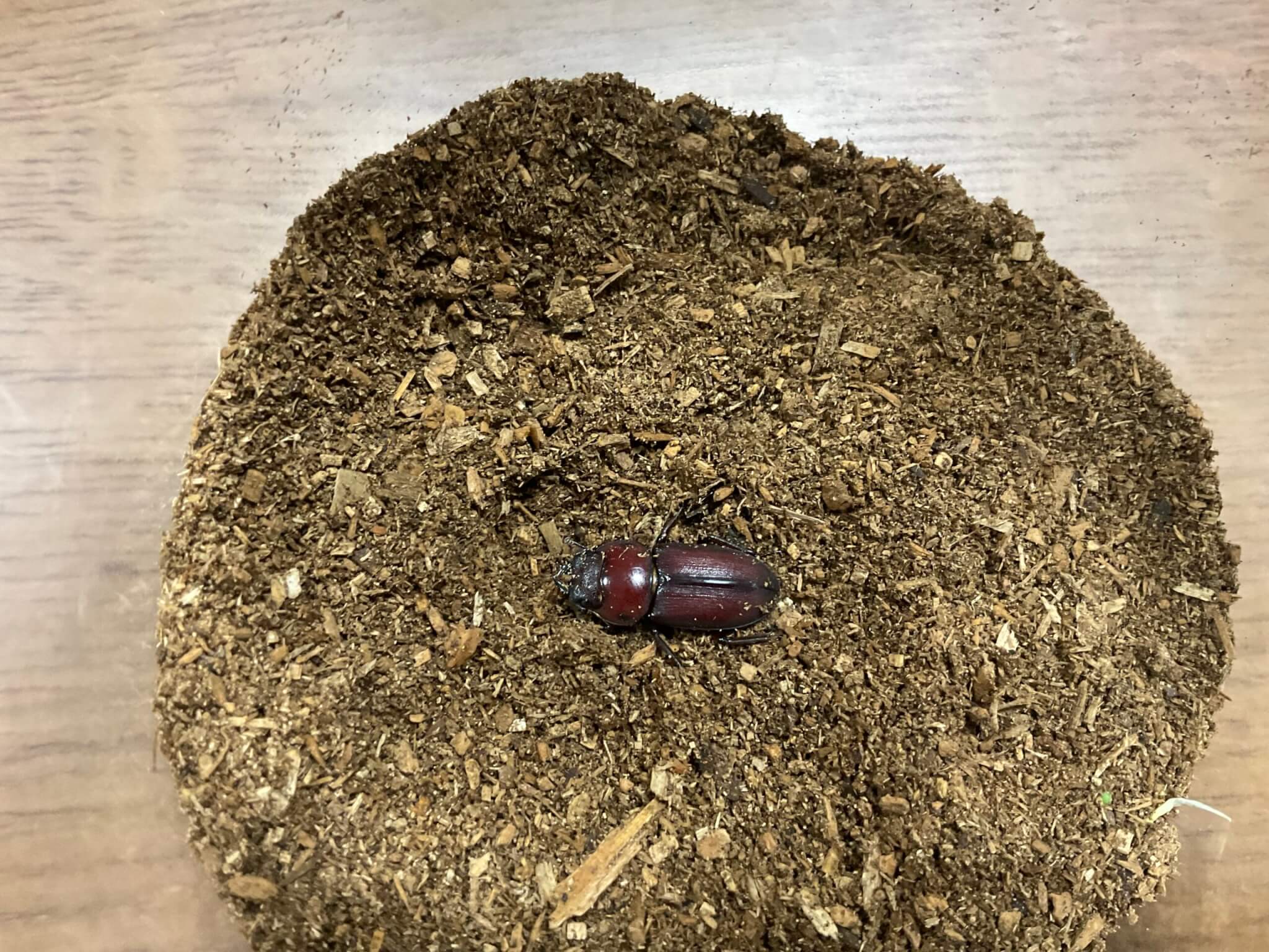 国産コクワガタ